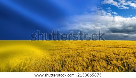 Symbol of Ukraine - Ukrainian national blue yellow flag with closeup of harvest of ripe golden wheat rye ears under a clear blue sky in background 商業照片 © 