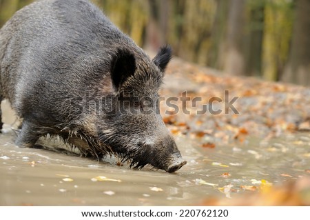Wild boar in autumn forest. Boar in dirt