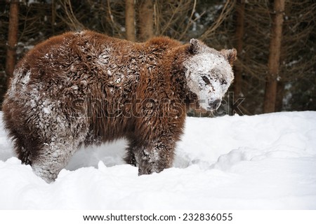 Big brown bear in winter forest