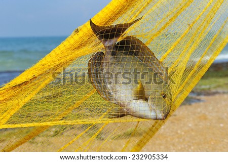 Big fish in a yellow fishing nets