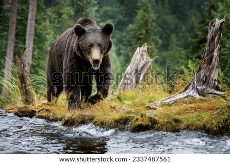 Similar – Image, Stock Photo Wild Grizzly bear walking in the mountains