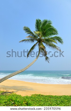 Palm tree bent over the ocean