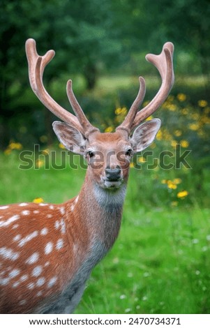 Similar – Image, Stock Photo stag Nature Animal Deer
