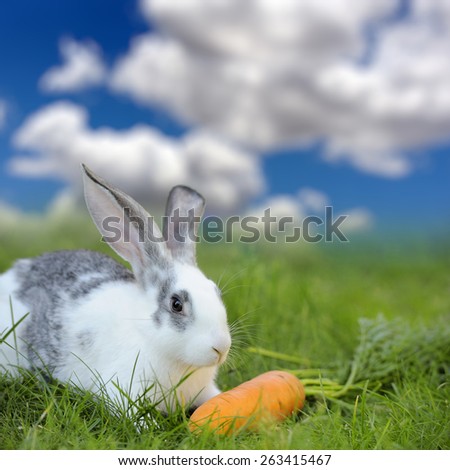 Baby rabbit in grass on meadow. Summer day
