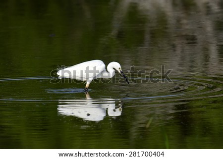 Great white egret stands in wildlife pond