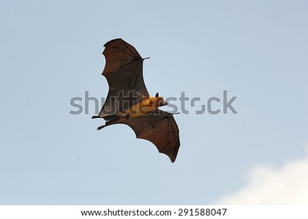 One flying fox on blue sky background
