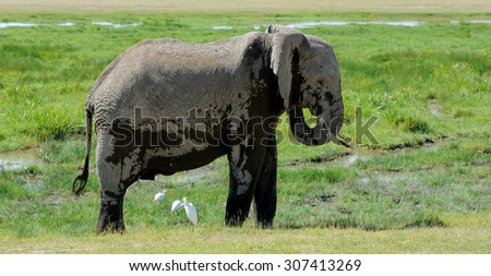 Elephant in National Park of Kenya, East African