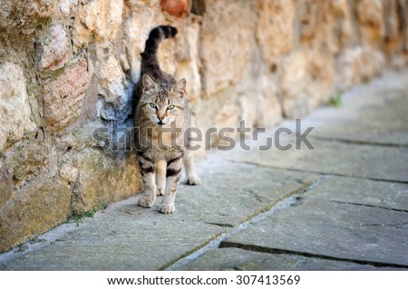 Stray cat sitting by near wall and looking to the camera