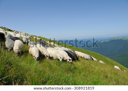 Sheeps in a meadow in the mountains. Summer landscape