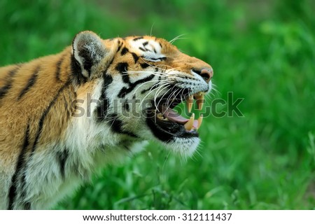 Amur Tigers on a geass in summer day