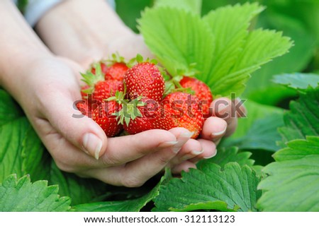 Fresh picked strawberries held over strawberry plants