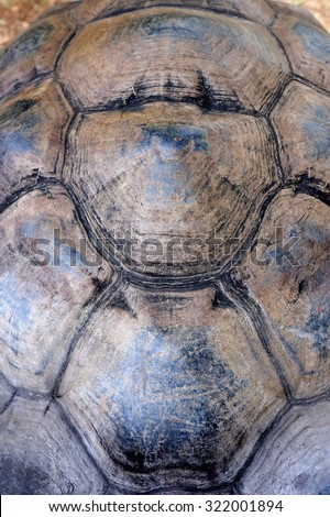 Close-up turtle shell texture detail