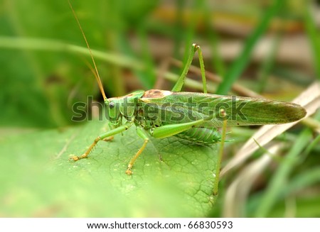 A close up of the grasshopper on blade of grass