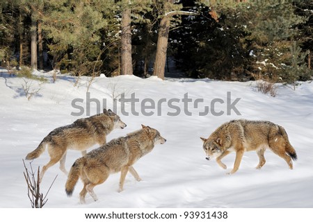 Beautiful wild gray wolfs in winter