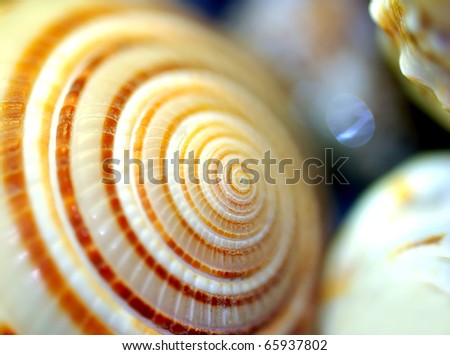 Similar – Image, Stock Photo large spiral sea shell close-up abstract texture macro