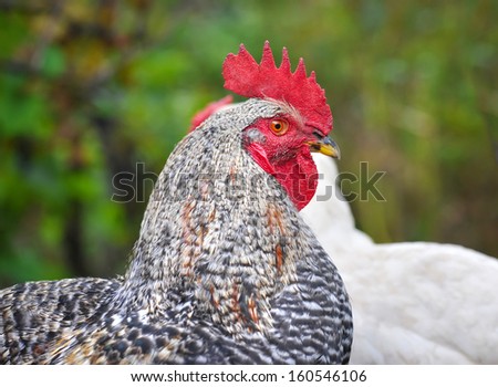 Young Rooster portrait on nature background