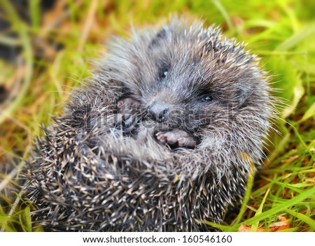 Western European Hedgehog (Erinaceus) curled up into a ball