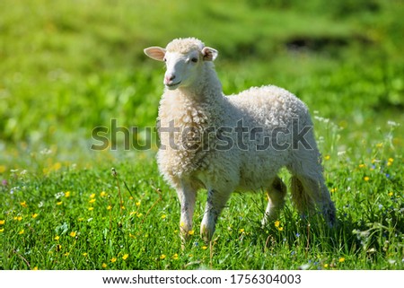 Similar – Image, Stock Photo Sheep in a meadow sheep