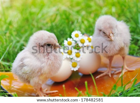 Little chickens and egg on the grass
