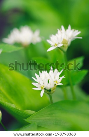 Wild garlic flowers at springtime (Allium ursinum), edible culinary herb