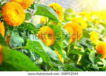 Decorative sunflowers are in sunbeams