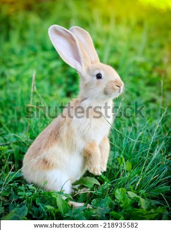 Little rabbit standing on hind legs in the grass