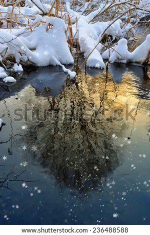 Tree reflected in water at sunset in winter