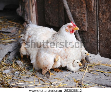Hen with chickens