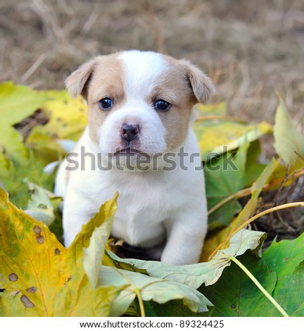 Little doggie are in an autumn letter