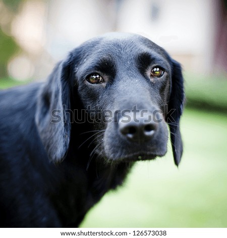 Cute dog sad dog