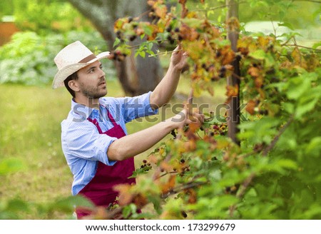 Young male gardener picking up blackberries in the green garden