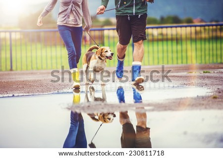 Young couple walk dog in rain. Details of wellies splashing in puddles.