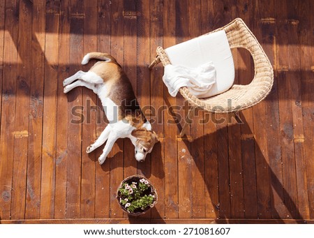 Dog lying on a wooden terrace of a family house.