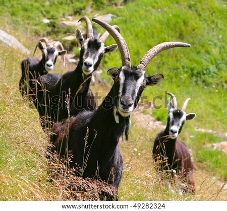 Black Goats with big Horns is looking to you