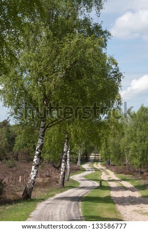 Cycle track along birch trees (Sallandse Heuvelrug, the Netherlands)