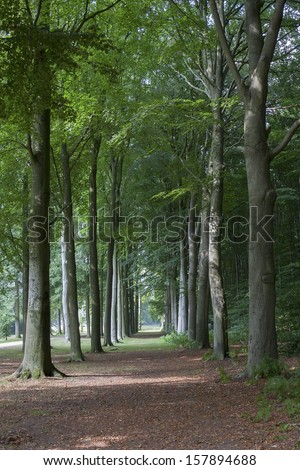 Lane with beech trees at Groeneveld Estate in summer (Baarn, the Netherlands). Look also for the fall, winter and spring version of this location. Files: 122197468, 122197462 and 138936659