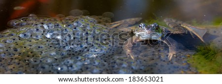 Panorama brown frog and frog spawn (Rana temporaria) - the Netherlands
