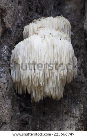 Rare Lion\'s Mane Mushroom (Hericium erinaceus) - Spanderswoud, Hilversum, the Netherlands