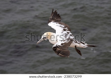 Juvenile flying Northern gannet (Morus bassanus) at Helgoland Island (Germany)