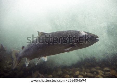 Wild salmon in a fishway (Sand, Norway). Picture taken through very thick glass.