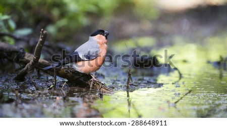 Male Common Bullfinch in the forest at a waterhole (Baarn, the Netherlands)