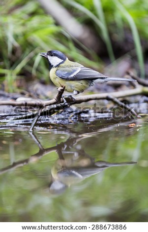 Great tit at a waterhole in the forest in the Netherlands