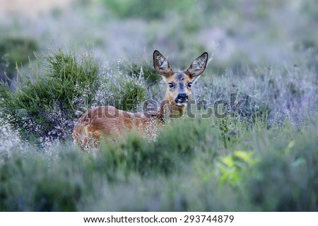 Roe deer (Capreolus capreolus) in in the evening (Hilversum, the Netherlands)
