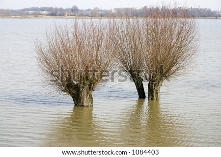 Cropped willows in flooded holm