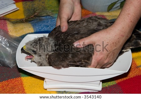 Juvenile buzzard being weighted