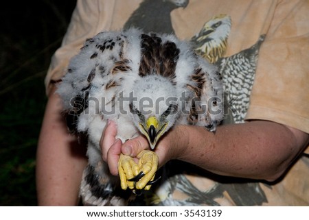 Juvenile hawk being ringed for scientific research