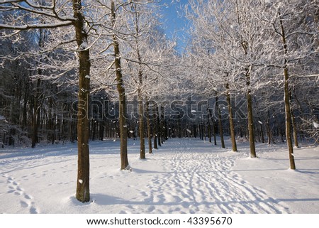 Snow falling of the trees (Groeneveld estate, Baarn, the Netherlands)
