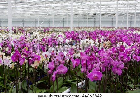 Orchid Cultivation (The Netherlands) Stock Photo 44663842 : Shutterstock