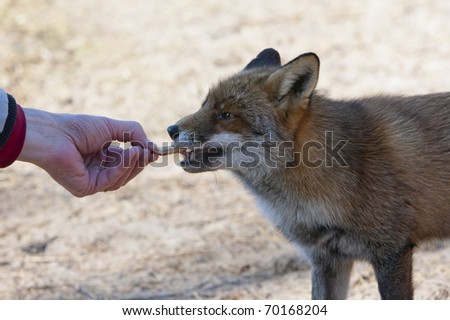Tame Red Fox being feeded bij a human. Wrong thing.