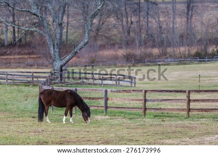Lone brown horse with black mane and tail, eating grass in a winter pasture
